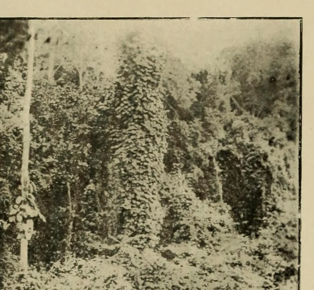 An illustration from La Côte d'Ivoire : le pays, les habitants, 1917, leaf 125