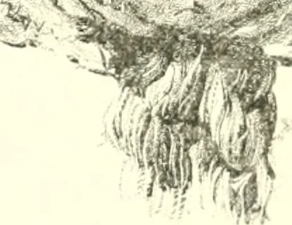 An illustration from Lacunar basilicae Sancti Macarii, aberdonensis: the heraldic ceiling of the cathedral church of St. Machar, old Aberdeen, 1888, leaf 224