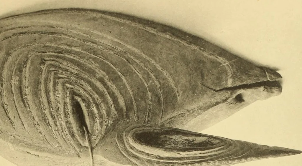 An illustration from La décoration primitive : Océanie, 1922, leaf 14