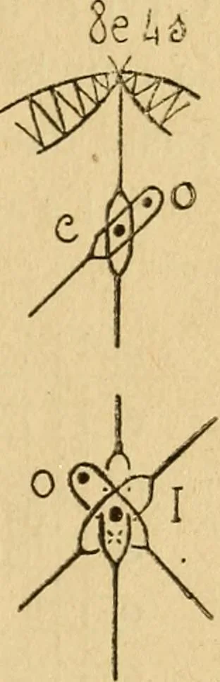 An illustration from La dentelle aux fuseaux, 1921, leaf 104