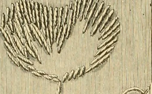 An illustration from Ladies' fancy work .., 1885, leaf 14