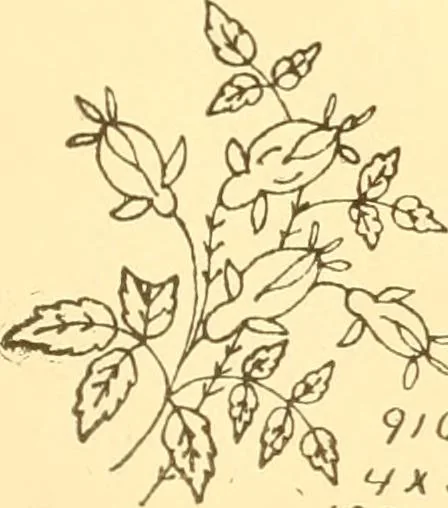 An illustration from Ladies' fancy work .., 1885, leaf 81