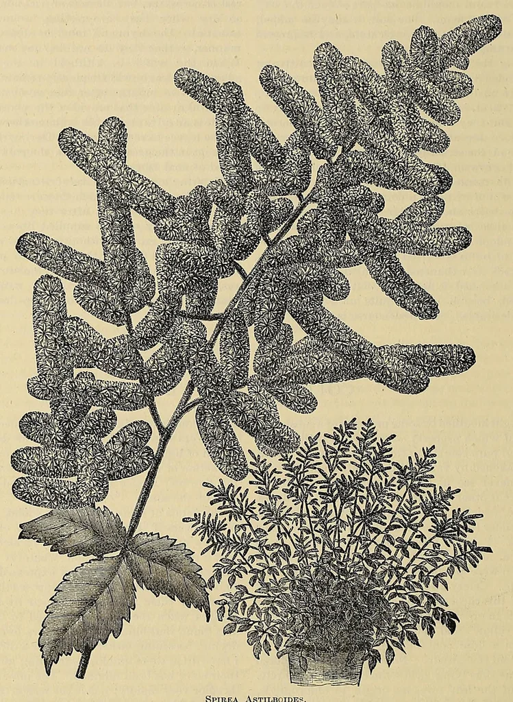 An illustration from The ladies' floral cabinet, 1871, leaf 354