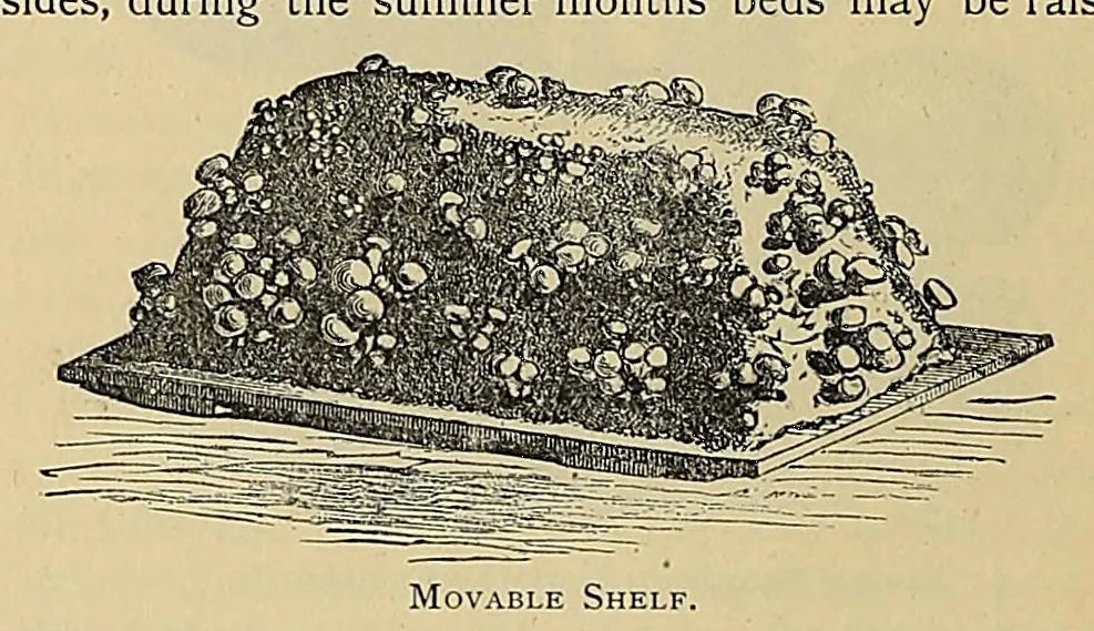 An illustration from The ladies' floral cabinet, 1871, leaf 24