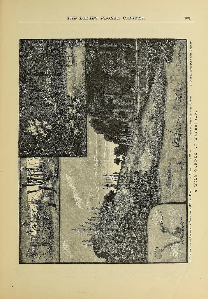 An illustration from The ladies' floral cabinet, 1871, leaf 333