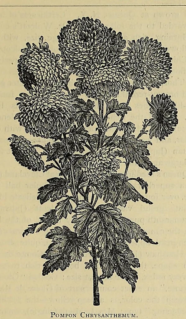 An illustration from The ladies' floral cabinet, 1871, leaf 59