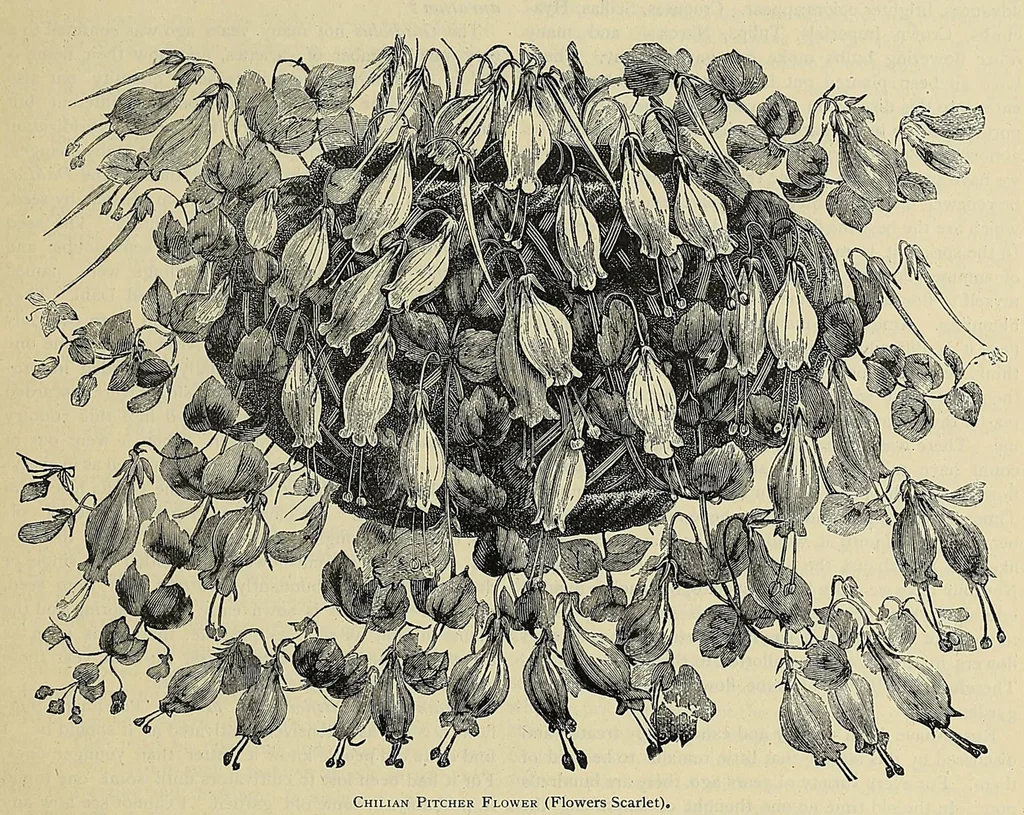 An illustration from The ladies' floral cabinet, 1871, leaf 79