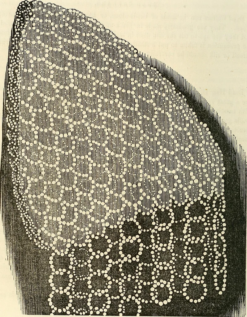 An illustration from The ladies' hand book of fancy and ornamental work .., 1860, leaf 29