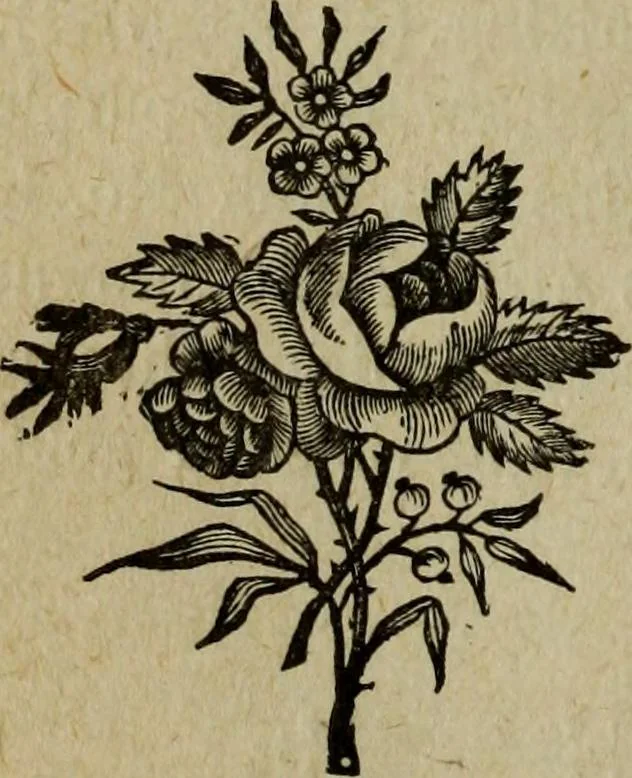 An illustration from Ladies' manual of art : or, Profit and pastime : a self teacher in all branches of decorative art, embracing every variety of painting and drawing on china, glass, velvet, canvas, paper and wood : the secret of all glass transparencies, sketching from nature, pastel and crayon drawing, taxidermy, etc, 1887, leaf 135