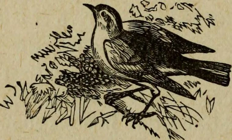 An illustration from Ladies' manual of art : or, Profit and pastime : a self teacher in all branches of decorative art, embracing every variety of painting and drawing on china, glass, velvet, canvas, paper and wood : the secret of all glass transparencies, sketching from nature, pastel and crayon drawing, taxidermy, etc, 1887, leaf 137