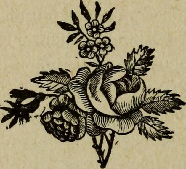 An illustration from Ladies' manual of art : or, Profit and pastime : a self teacher in all branches of decorative art, embracing every variety of painting and drawing on china, glass, velvet, canvas, paper and wood : the secret of all glass transparencies, sketching from nature, pastel and crayon drawing, taxidermy, etc, 1887, leaf 163