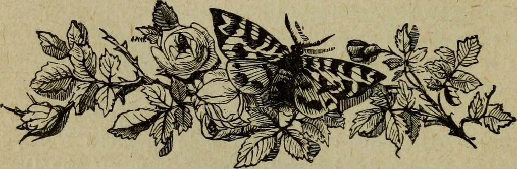 An illustration from Ladies' manual of art : or, Profit and pastime : a self teacher in all branches of decorative art, embracing every variety of painting and drawing on china, glass, velvet, canvas, paper and wood : the secret of all glass transparencies, sketching from nature, pastel and crayon drawing, taxidermy, etc, 1887, leaf 177