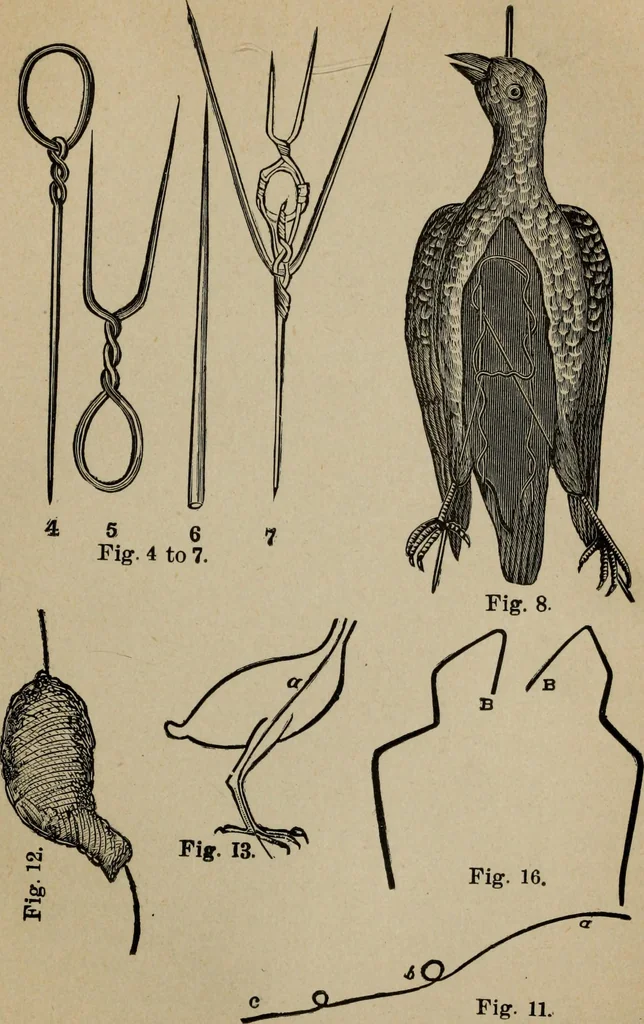 An illustration from Ladies' manual of art : or, Profit and pastime : a self teacher in all branches of decorative art, embracing every variety of painting and drawing on china, glass, velvet, canvas, paper and wood : the secret of all glass transparencies, sketching from nature, pastel and crayon drawing, taxidermy, etc, 1887, leaf 246