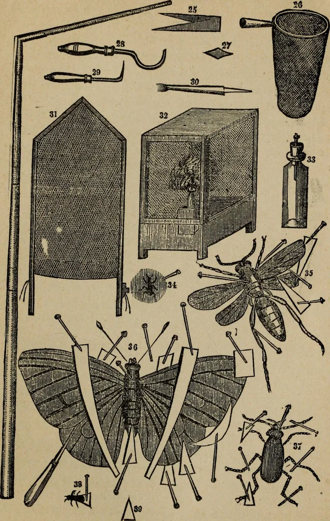 An illustration from Ladies' manual of art : or, Profit and pastime : a self teacher in all branches of decorative art, embracing every variety of painting and drawing on china, glass, velvet, canvas, paper and wood : the secret of all glass transparencies, sketching from nature, pastel and crayon drawing, taxidermy, etc, 1887, leaf 278