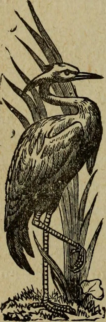 An illustration from Ladies' manual of art : or, Profit and pastime : a self teacher in all branches of decorative art, embracing every variety of painting and drawing on china, glass, velvet, canvas, paper and wood : the secret of all glass transparencies, sketching from nature, pastel and crayon drawing, taxidermy, etc, 1887, leaf 95