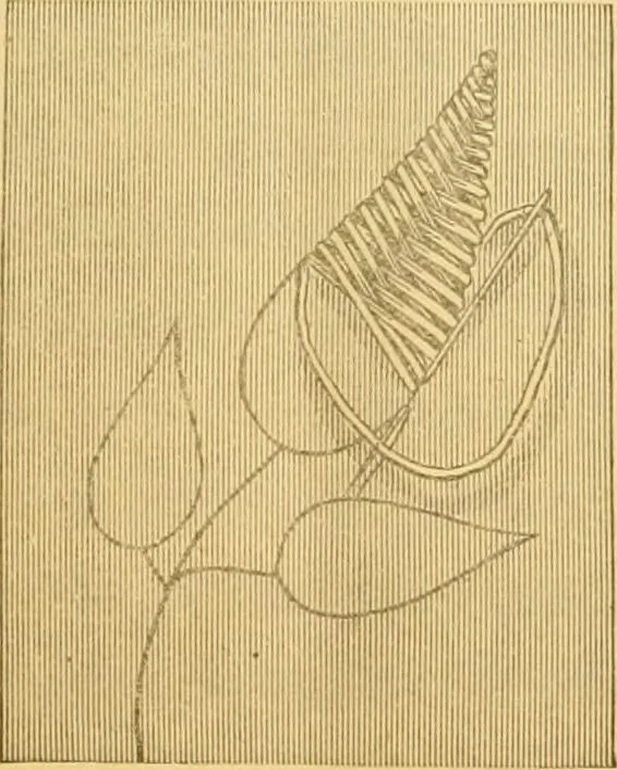 An illustration from Ladies' manual of embroidery and stamping. Giving full instructions in making the stitches .., 1884, leaf 6