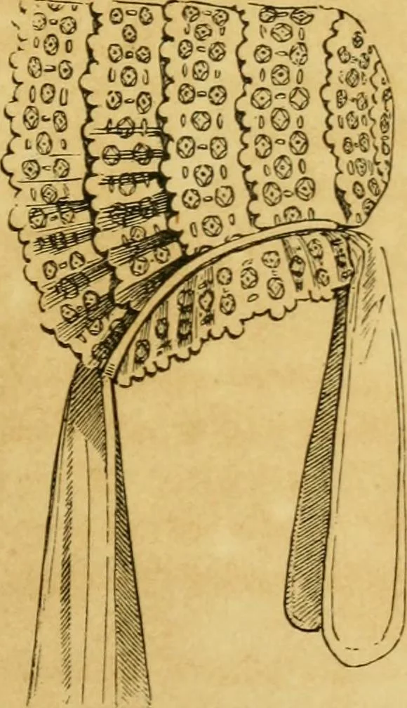 An illustration from The Ladies' self instructor in millinery and mantua making, embroidery and appliqué, canvas-work, knitting, netting, and crochet-work, 1853, leaf 204