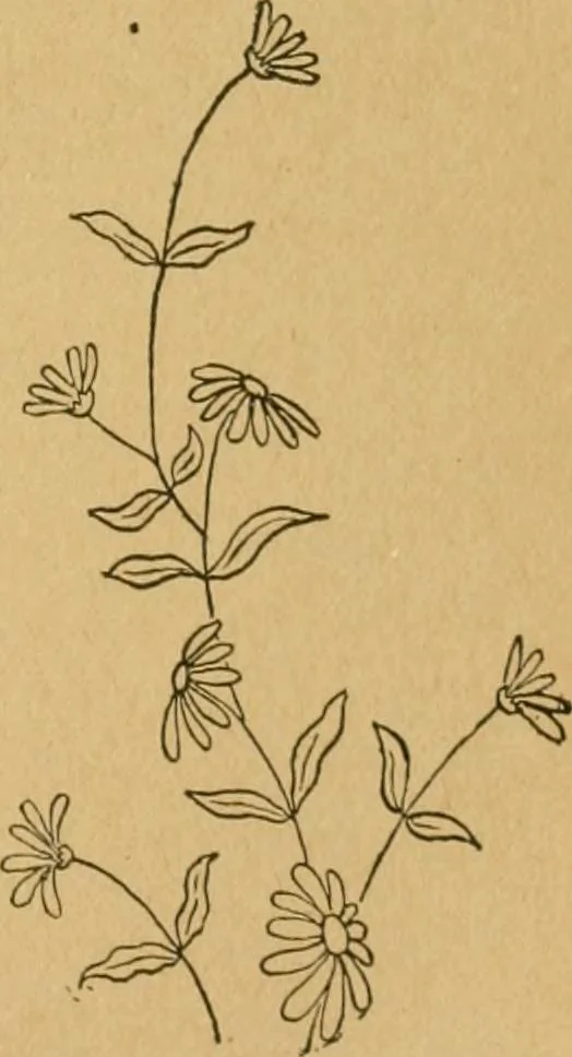 An illustration from Ladies's work for pleasure and profit, 1894, leaf 124