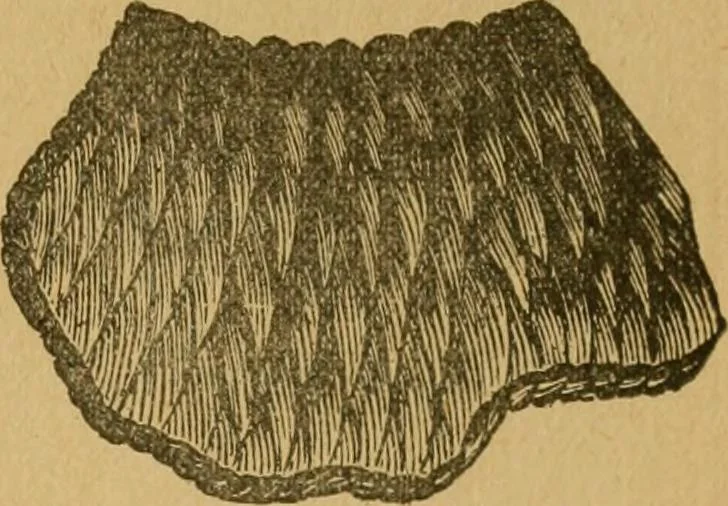 An illustration from Ladies's work for pleasure and profit, 1894, leaf 138