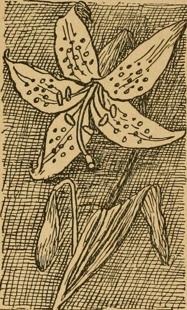 An illustration from Ladies's work for pleasure and profit, 1894, leaf 173