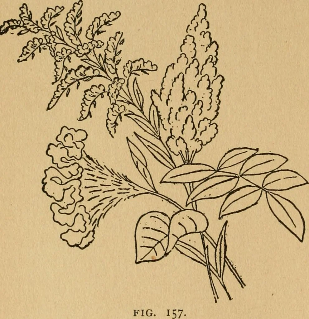 An illustration from Ladies's work for pleasure and profit, 1894, leaf 177