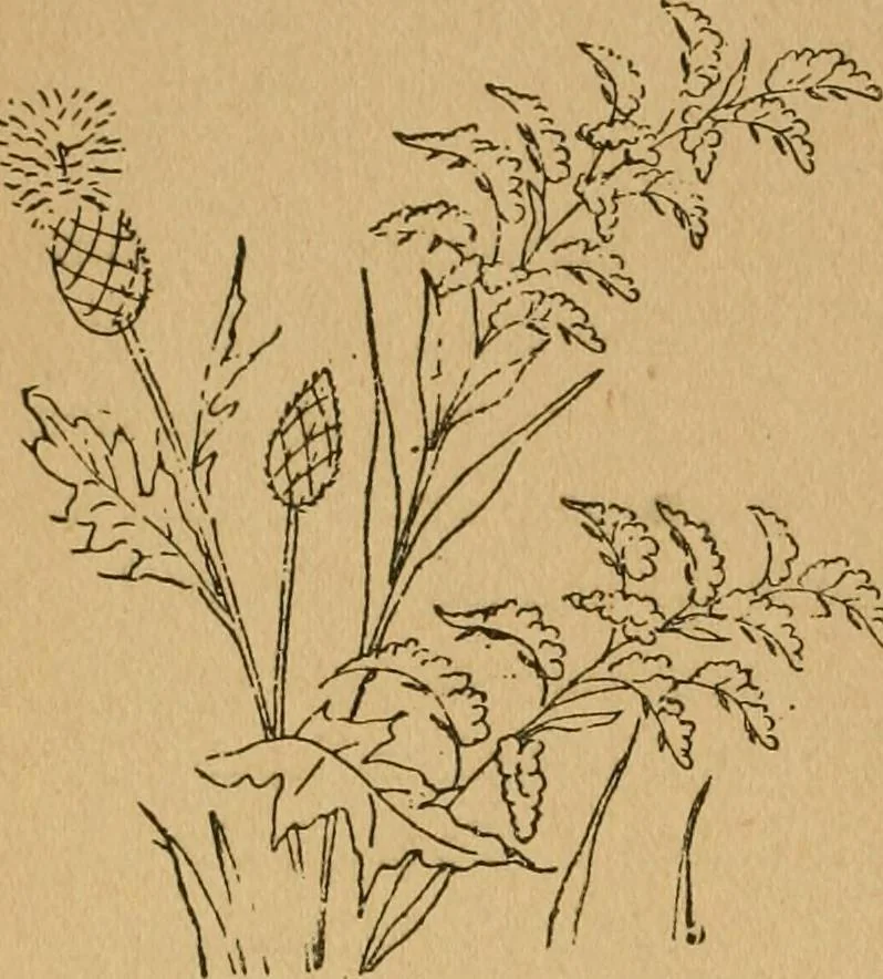 An illustration from Ladies's work for pleasure and profit, 1894, leaf 179