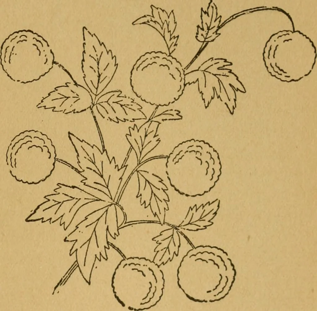 An illustration from Ladies's work for pleasure and profit, 1894, leaf 180