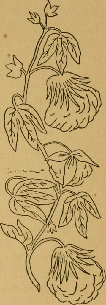 An illustration from Ladies's work for pleasure and profit, 1894, leaf 184