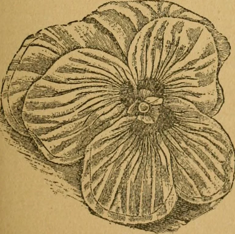 An illustration from Ladies's work for pleasure and profit, 1894, leaf 202