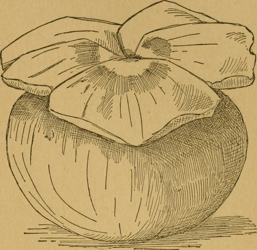 An illustration from Ladies's work for pleasure and profit, 1894, leaf 204