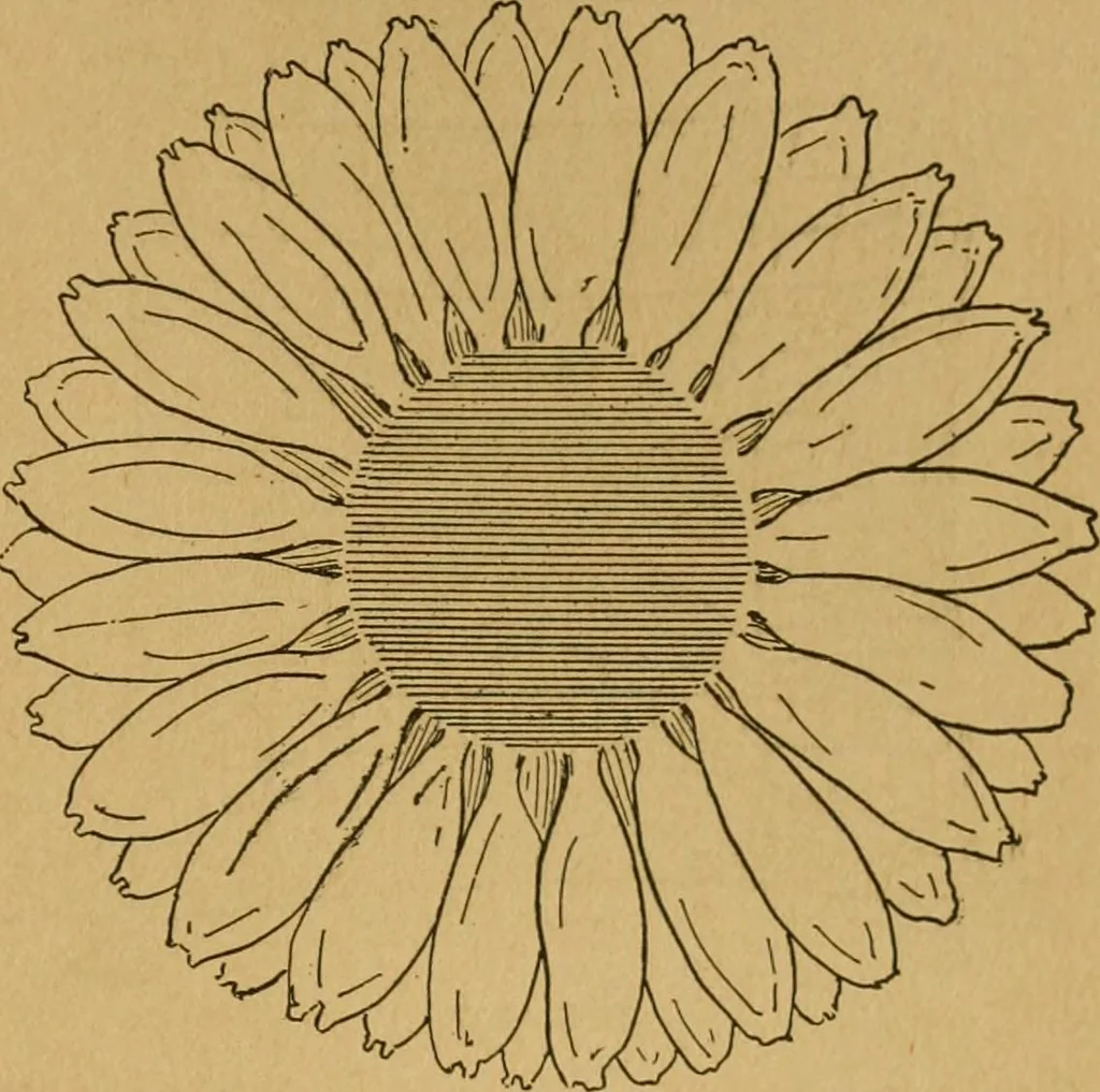 An illustration from Ladies's work for pleasure and profit, 1894, leaf 208