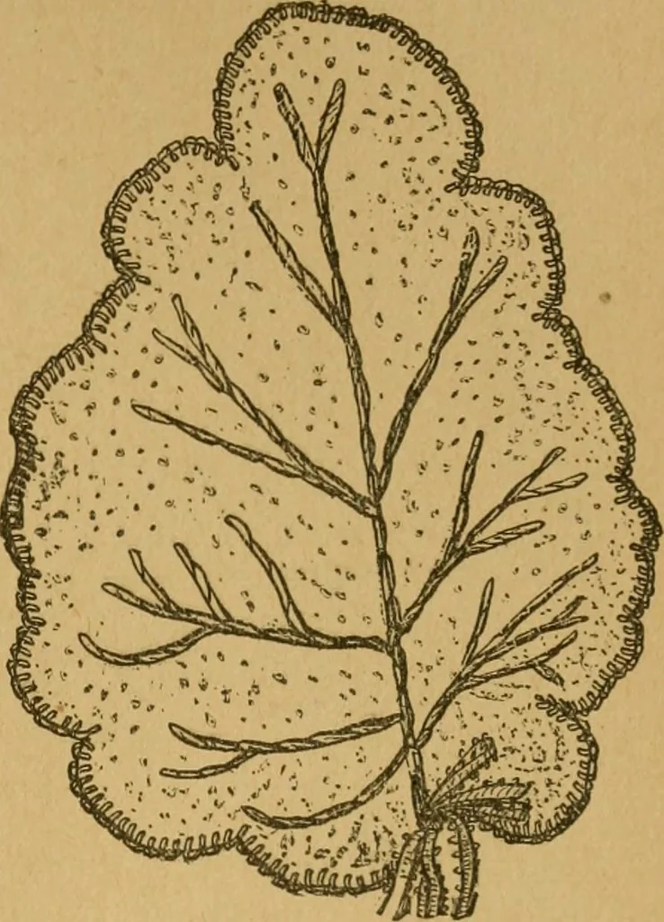 An illustration from Ladies's work for pleasure and profit, 1894, leaf 224