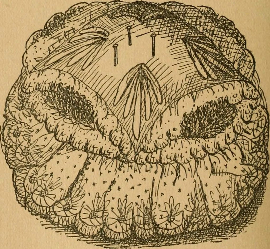 An illustration from Ladies's work for pleasure and profit, 1894, leaf 235