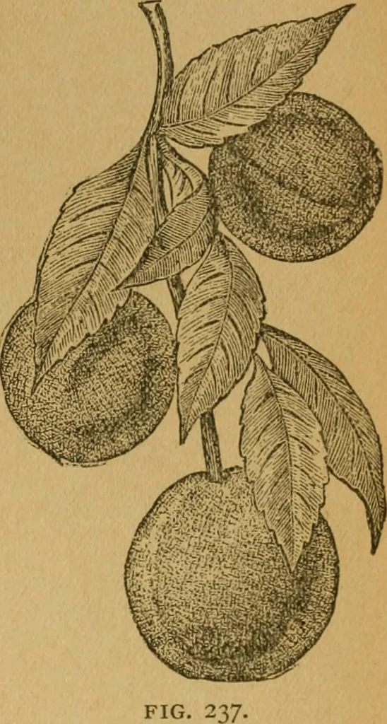 An illustration from Ladies's work for pleasure and profit, 1894, leaf 244