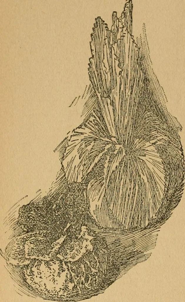 An illustration from Ladies's work for pleasure and profit, 1894, leaf 245