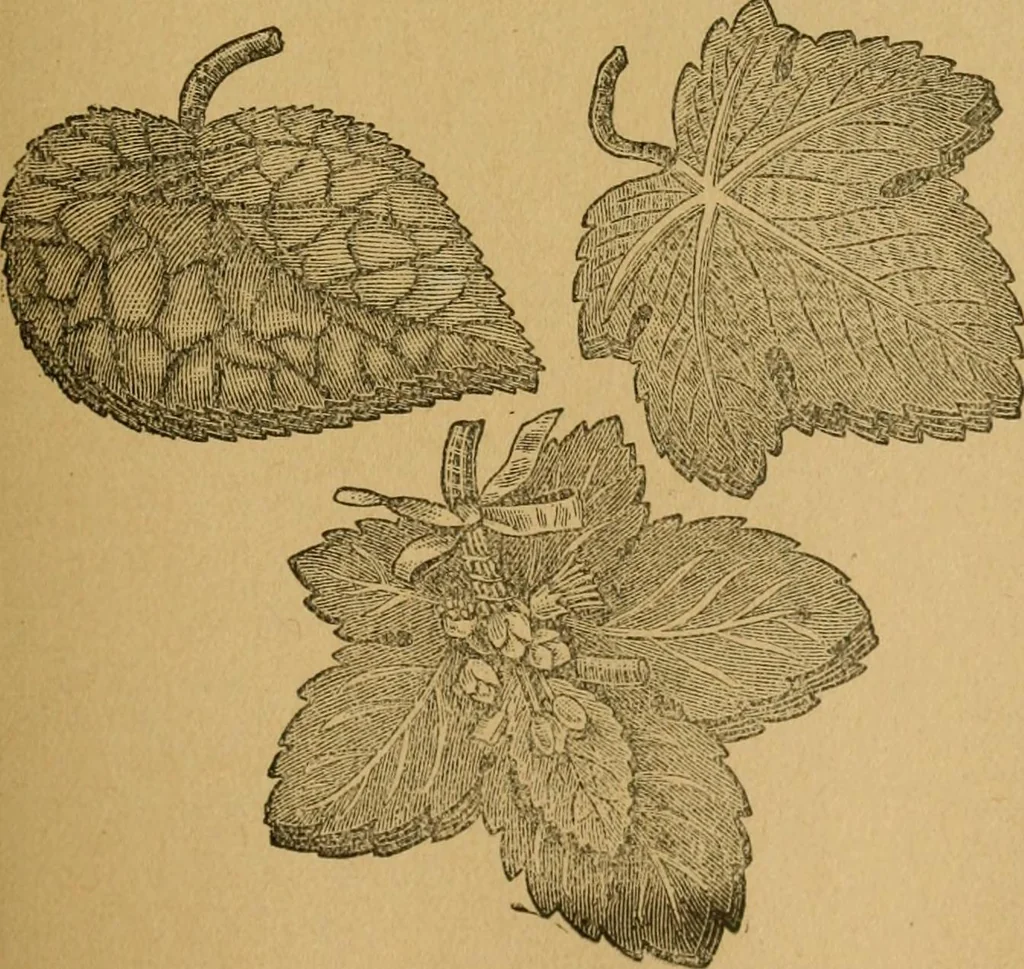 An illustration from Ladies's work for pleasure and profit, 1894, leaf 246