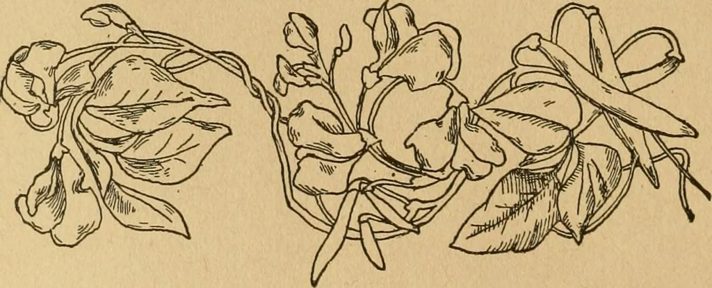 An illustration from Ladies's work for pleasure and profit, 1894, leaf 33