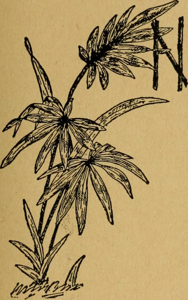 An illustration from Ladies's work for pleasure and profit, 1894, leaf 338