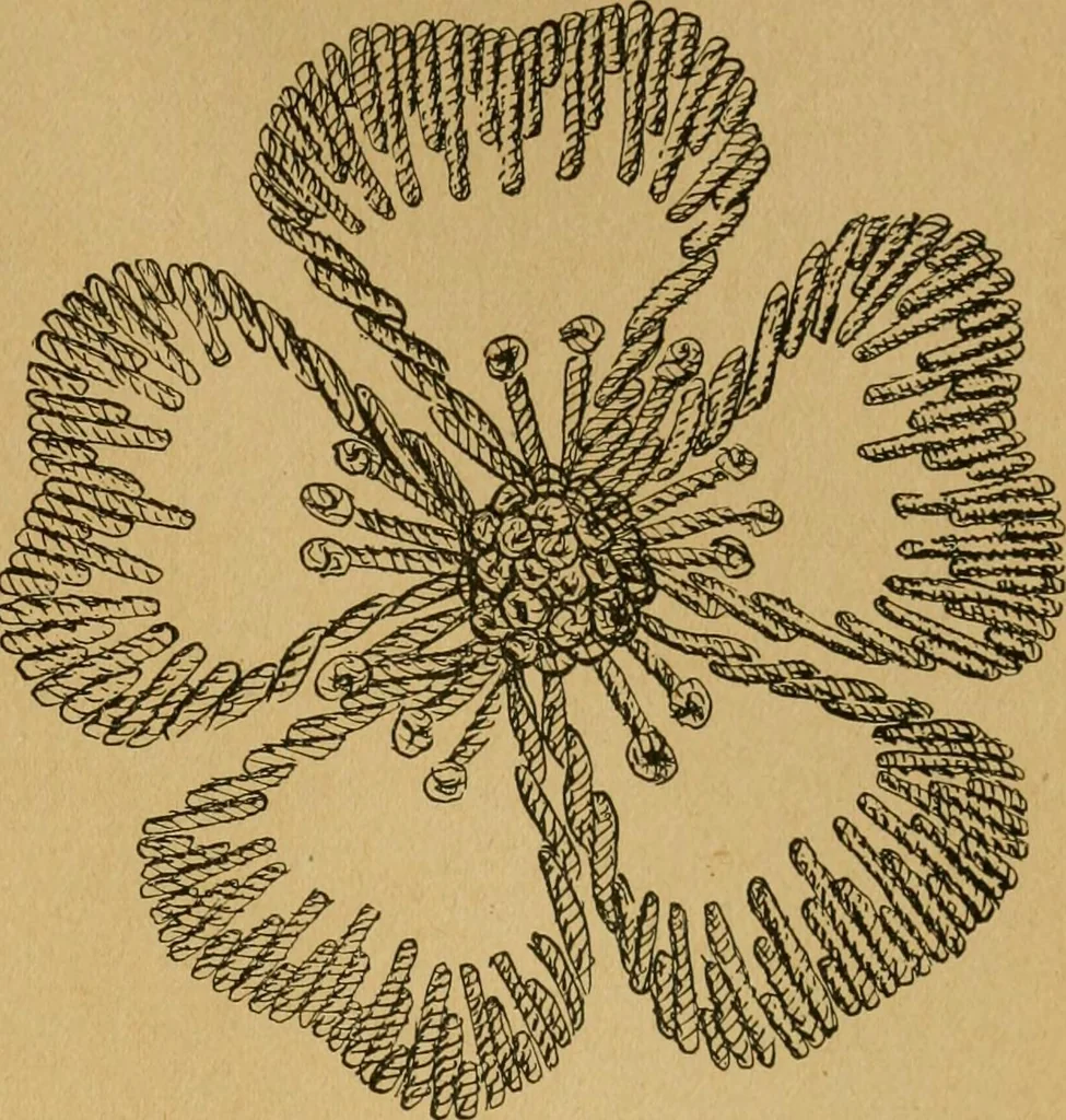 An illustration from Ladies's work for pleasure and profit, 1894, leaf 44