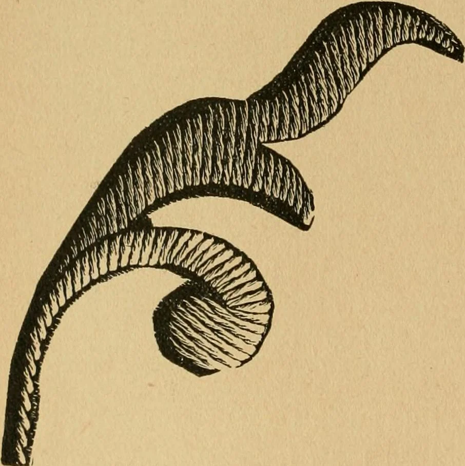 An illustration from Ladies's work for pleasure and profit, 1894, leaf 45