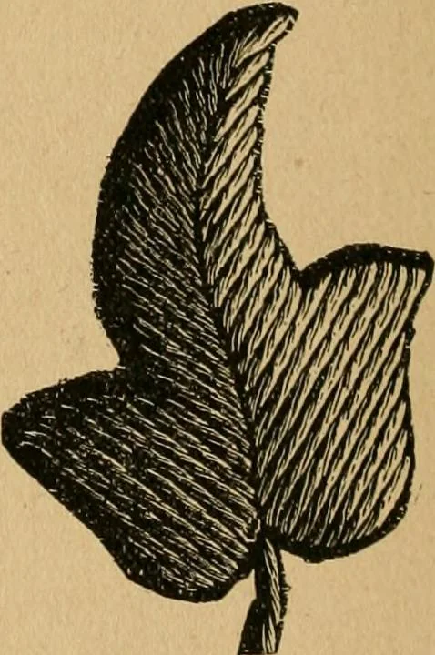 An illustration from Ladies's work for pleasure and profit, 1894, leaf 45
