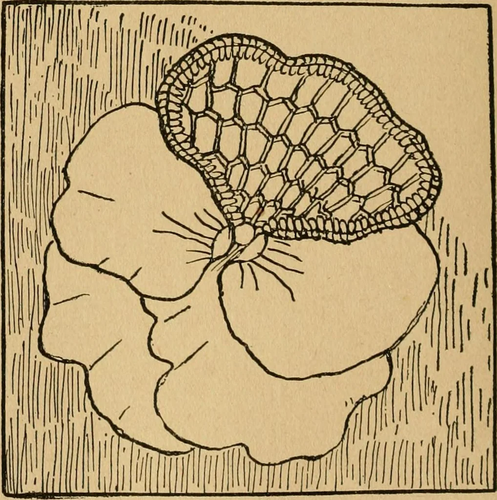 An illustration from Ladies's work for pleasure and profit, 1894, leaf 53
