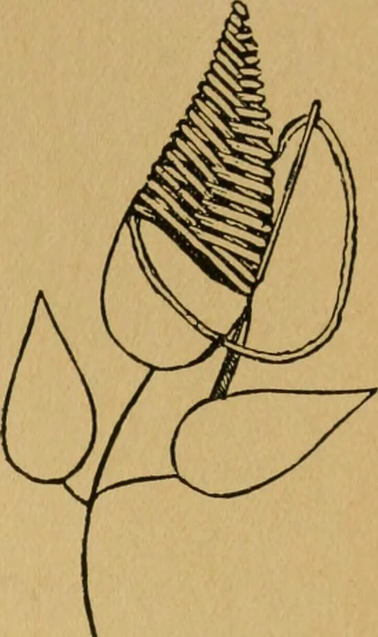 An illustration from Ladies's work for pleasure and profit, 1894, leaf 56