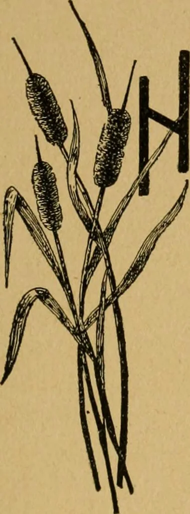 An illustration from Ladies's work for pleasure and profit, 1894, leaf 62