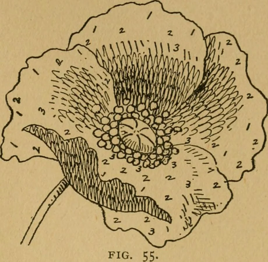 An illustration from Ladies's work for pleasure and profit, 1894, leaf 76