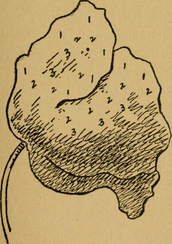 An illustration from Ladies's work for pleasure and profit, 1894, leaf 76