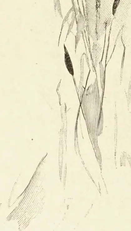 An illustration from La Dryade, revue antique, 1903, leaf 126