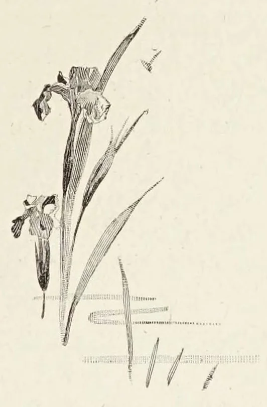 An illustration from La Dryade, revue antique, 1903, leaf 241