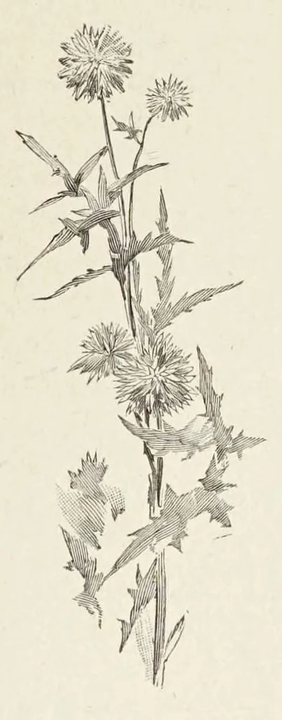 An illustration from La Dryade, revue antique, 1903, leaf 345