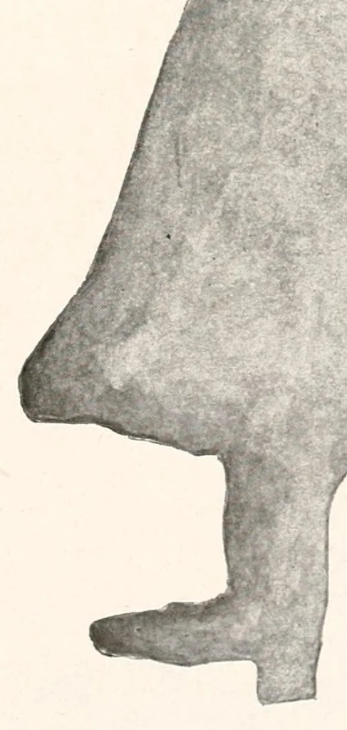 An illustration from Lady Hollyhock and her friends : a book of nature dolls and others, 1917, leaf 139